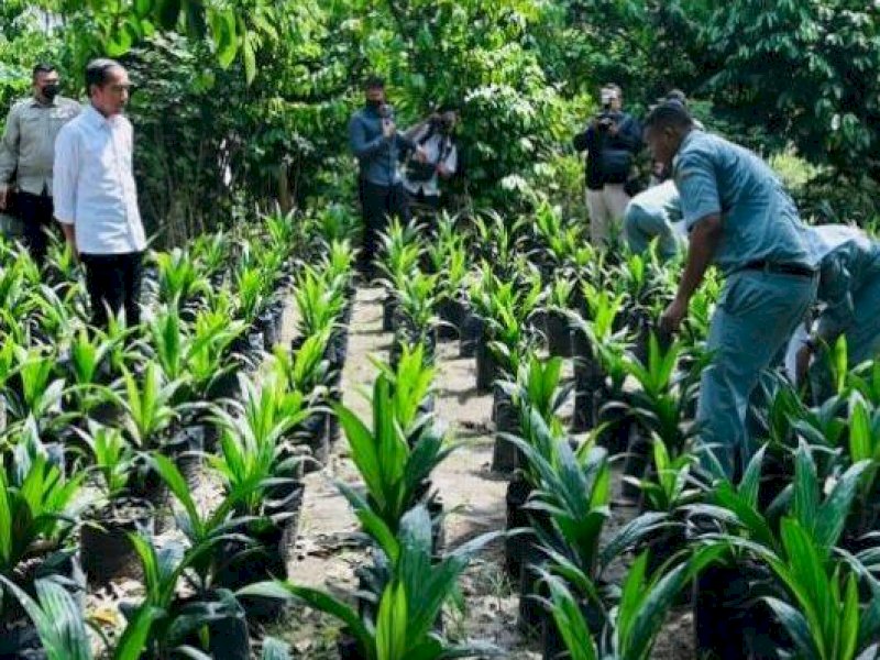 Presiden Jokowi saat melihat pembibitan kelapa sawit di SMK PPN 1 Kualuh Selatan, Kabupaten Labuhanbatu Utara, Provinsi Sumatra Utara, Rabu (17/05/2023). (Foto: BPMI Setpres/Laily Rachev).