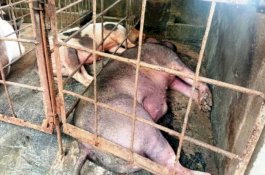 Ribuan Babi di Kabupaten Gowa Tewas Terjangkit Virus
