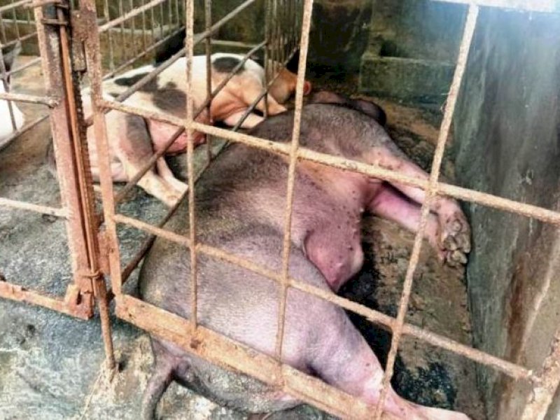 Ribuan Babi di Kabupaten Gowa Tewas Terjangkit Virus. Fofo : MI/Gabriel Langga
