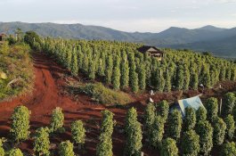 Petani Merica Loeha Bantah Pernyataan Vale Indonesia: Hentikan Eksplorasi di Tanamalia