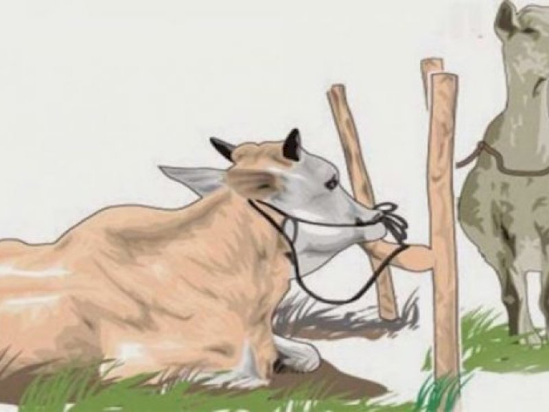 Ilustrasi hewan kurban sapi dan kambing. (Google).