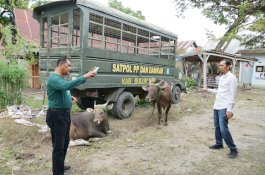 Dua Hari Operasi, Delapan Ekor Sapi Liar Ditangkap di Bulukumba