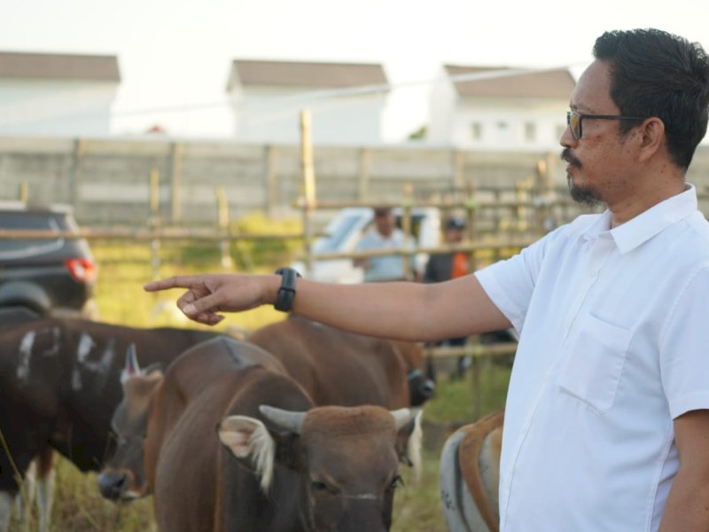 Plh Dirut PD RPH Makassar, Muhammad Idris, memperlihatkan ratusan ekor sapi yang didatangkan langsung dari Sumbawa, Nusa Tenggara Barat (NTB). @Jejakfakta/dok. Humas Pemkot Makassar


Kamis (08/06/2023).