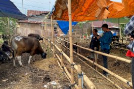 Jelang Idul Adha, Harga Sapi Kurban di Makassar Capai Rp32 Juta Per Ekor