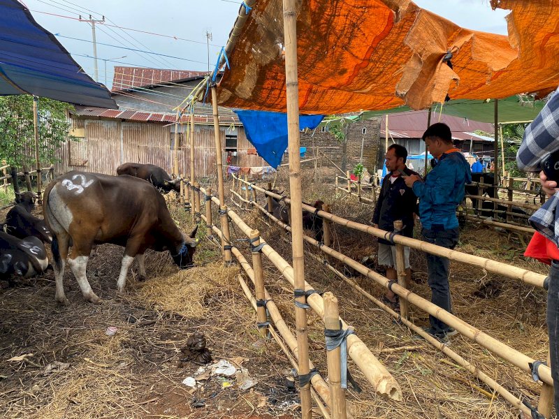 Pedagang sapi mulai menjual sapi  Kurban di Jl. Daeng Ramang, Kelurahan Sudiang Raya, Kecamatan Biringkanaya, Kota Makassar, Sabtu (10/6/3023). @Jejakfakta/Atri