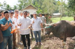 Bulukumba Kembali Pasok Sapi Kurban ke Kalimantan Utara, Dua Kali Lipat dari Tahun Lalu
