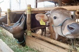 DPKH Sulsel Ingatkan Masyarakat Hewan Kurban yang Dibeli Sertifikat Veteriner 