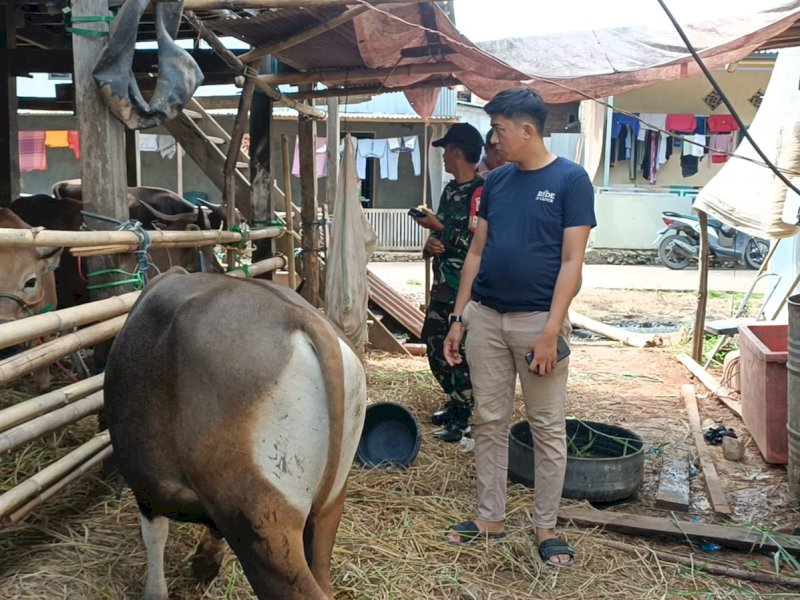 Hewan kurban OPD Pemkab Maros, di Maros, Selasa (20/6/2023). (Atry/jejakfakta).