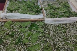 20 Tahun Vakum, Wajo Kembali Produksi Kokon Sutera