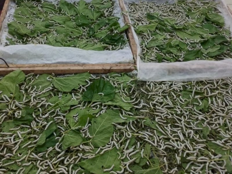 Kokon sutera di Wajo yang terproduksi saat ini telah berjalan lancar dan per periodik atau dalam waktu 21 hari telah dapat menghasilkan 125 kg kokon. @Jejakfakta/dok. istimewa