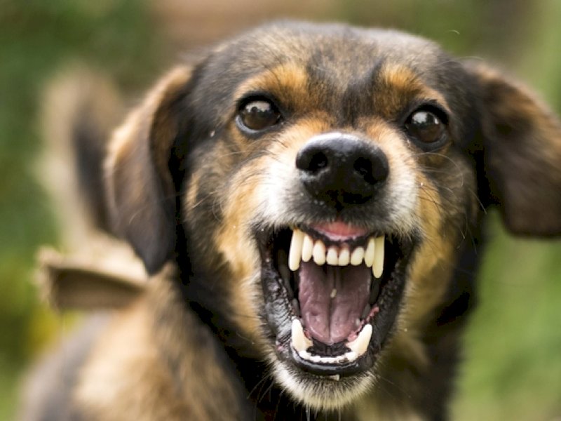 Iustrasi anjing menggigit warga di Gowa. @Jejakfakta/dok. Net