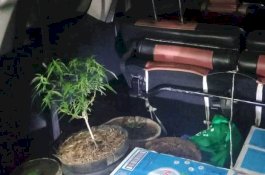 Budidayakan Tanaman Ganja, Villa Mewah di Gowa Digerebek Polisi