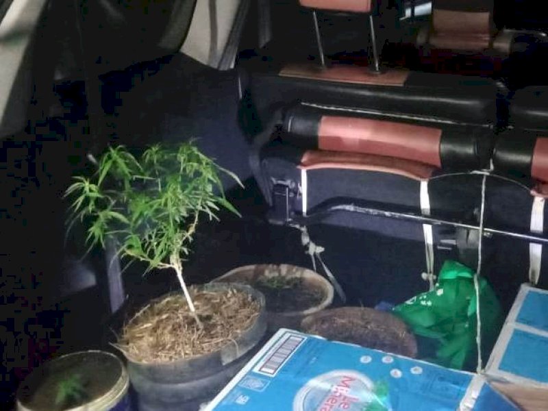 Sebanyak 14 pohon ganja yang ditanam di dalam pot dan beberapa bibit yang belum tumbuh diamankan di sebuah villa mewah di Pallangga, Kabupaten Gowa, Selasa (27/6/2023) sore. @Jejakfakta/Samsir