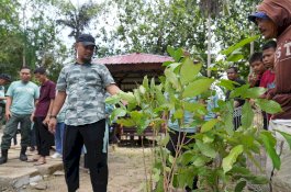 Gubernur Sulsel Lakukan Penanaman 500 Pohon Produktif di Bone