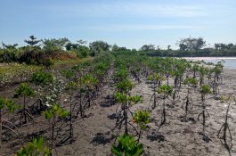 Perkembangan Mangrove yang Ditanam SPJM, 90% Tetap Hidup
