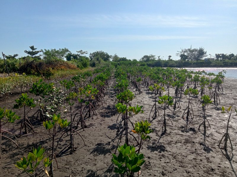 Tanaman mangrove yang ditanam Minggu, 21 Mei 2023 di Pantai Pokko, Takalar, Sulawesi Selatan, sekitar 90% tetap hidup dan tumbuh dengan baik. @Jejakfakta/dok. Pelindo Jasa Maritim