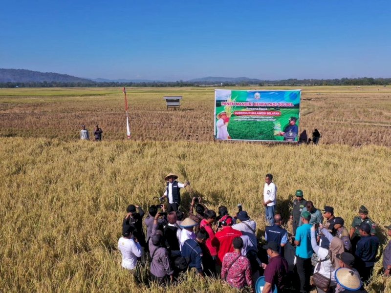 Gubernur Sulawesi Selatan, Andi Sudirman Sulaiman melakukan penanaman dan panen Mandiri Benih Padi Sulsel di Desa Tanete, Kecamatan Simbang, Kabupaten Maros, Kamis (3/8/2023). @Jejakfakta/dok. Humas Pemprov Sulsel