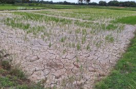 Hadapi Kemarau Panjang, Ini Saran Bagi Petani di Indonesia