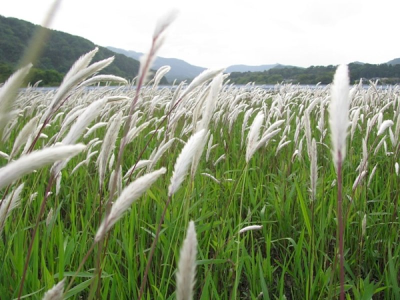 Alang-alang. (foto: bibit bunga).