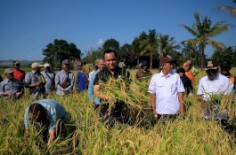 Cerita Petani Organik Binaan PT Vale: 11 Kali Panen, Hasil Makin Melimpah