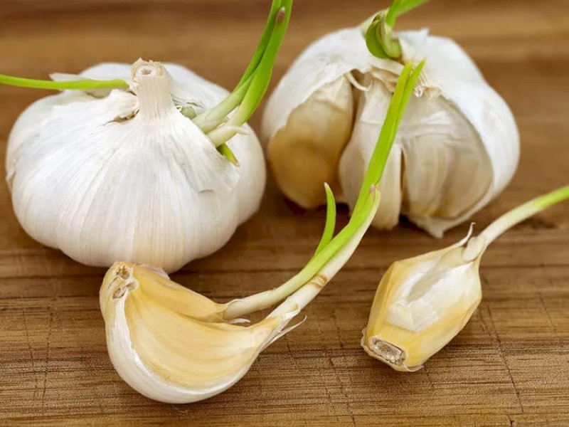 Bawang putih. (FOTO: ANDREAS H&Atilde;&curren;USLBETZ/GETTY IMAGES)