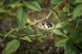 Kondisi Rumah yang Menarik Kedatangan Ular dan Cara Mencegahnya