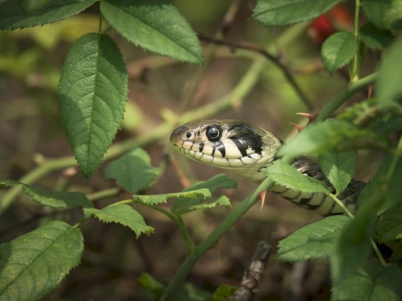 Ular adalah kelompok reptilia bertubuh panjang yang tersebar luas di dunia. (Google).