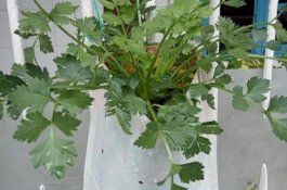 Naikkan Fungsi Ginjal dengan Daun Seledri, Resep Siloam Hospitals