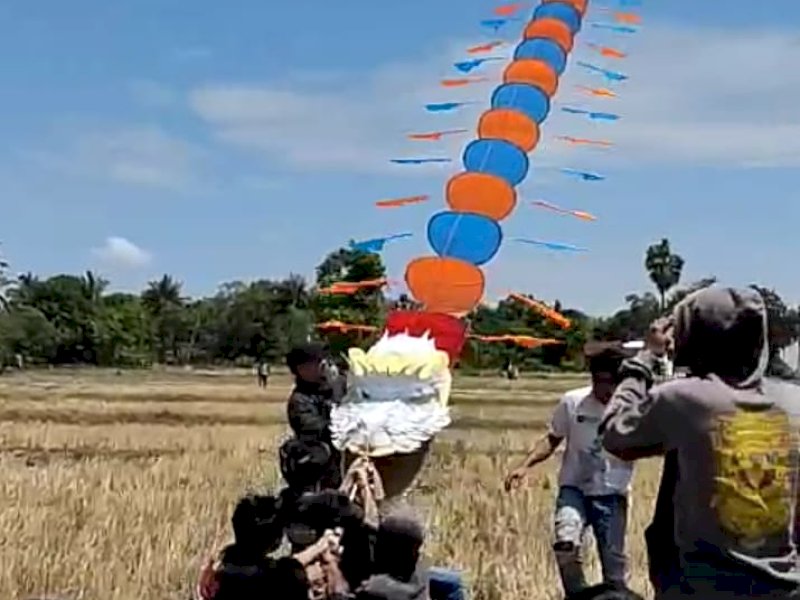 Pemuda Cenrana Bone bahu membahu menerbangkan layang-layang raksasa berbentuk naga di Dare' Kaluku E, Desa Awang Cenrana, Kecamatan Cenrana, Kabupaten Bone, Sulawesi Selatan, Kamis (14/9/2023).
