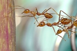 Sejenak Berguru kepada Semut: Jadi Semangat Sepanjang Jalan