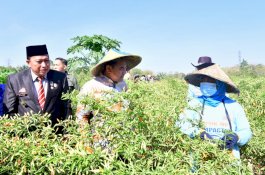 Pj Gubernur Bahtiar Panen Cabai Varietas Cakra Putih, Petani: Alhamdulillah, Hasilnya Bisa Naik Haji