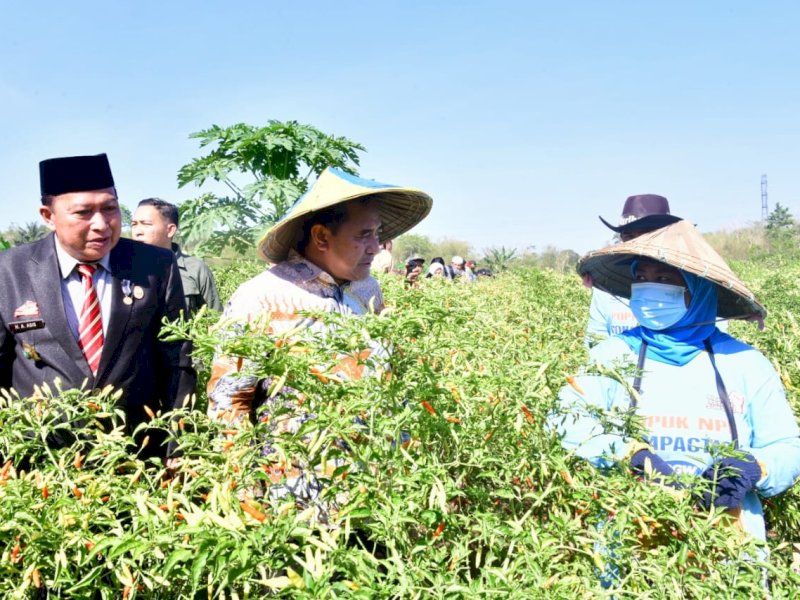 Pj Gubernur Sulsel, Bahtiar Baharuddin, melakukan panen cabai varietas cakra putih di kebun seluas 50 hektare, di kebun petani Lingkungan Dulang, Kelurahan Borong, Kecamatan Tanralili, Kabupaten Maros, Senin (2/10/2023). @Jejakfakta/dok. Humas Pemprov Sulsel