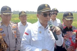 Wamentan: Komoditas Pangan Kita Sementara Ini Cukup Baik