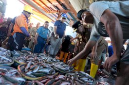 Pemkot Makassar Akan Merenovasi Total TPI Paotere Tahun 2024, Siapkan Dana 50 Miliar 