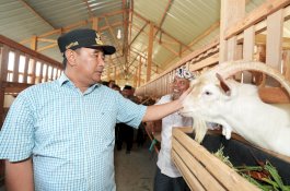 Di Sela HUT Ke-354 Sulsel, Pj Gubernur Bahtiar Kunjungi Peternakan Ayam dan Kambing di Gowa