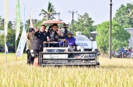 Pj Gubernur Bahtiar Panen Raya Padi Bersama Petani di Tengah El Nino