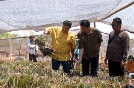 Momentum Sumpah Pemuda, Pj Gubernur Bahtiar Ajak Generasi Muda Jadi Petani, Nelayan dan Peternak Milenial