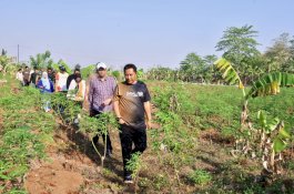 Pj Gubernur Siapkan 23 Hektar Lahan Percontohan Budidaya Pisang dan Nanas di Pattallasang Gowa