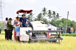 Petani Pinrang Pesta Panen Padi di Musim Kemarau, Bahtiar Optimistis Surplus 2 Juta Ton Beras Tercapai