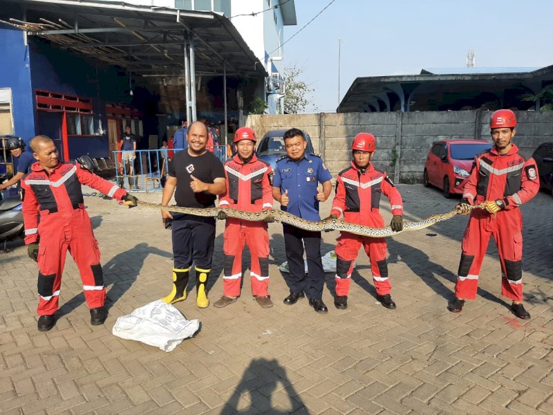 Petugas Damkar mengamankan ular piton sepanjang enam meter yang ditemukan warga di Kelurahan Karuwisi Utara, Kecamatan Panakkukang, Kota Makassar, Selasa (7/11/2023). @Jejakfakta/Samsir 