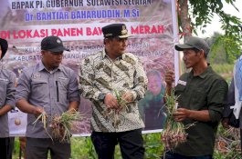 Kemarau Panjang, Produksi Bawang Merah di Enrekang Berkurang