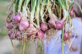 Atasi Masalah Petani Bawang Merah di Enrekang, Pemprov Sulsel Siapkan Skema Bisnis Hulu Hingga Hilir