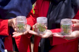 Pemprov Sulsel Komitmen Percepatan Pengembangan Budidaya Pisang