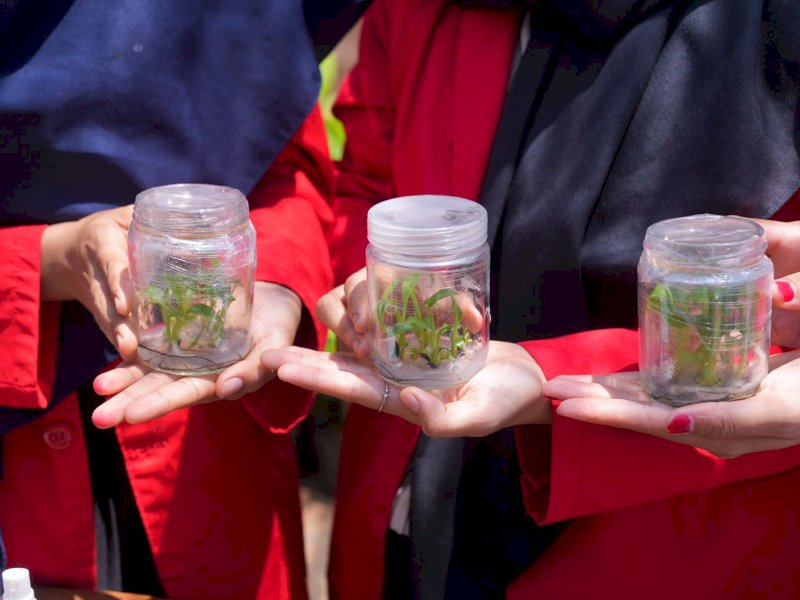 Launching 3,2 juta Bibit Pisang Cavendish, di Pusat Pembibitan Pisang Univeritas Hasanuddin Makassar, Kamis (16/11/2023) kemarin. @Jejakfakta/dok. Humas Pemprov Sulsel