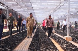 Dianggarkan Rp15 Miliar, Pemprov Sulsel Bangun Sekolah Vokasi Budidaya Pisang di Bone