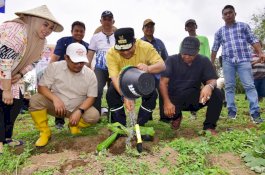 Warga Bantaeng Harap Tanaman Pisang Cavendish Ubah Perekonomian Petani