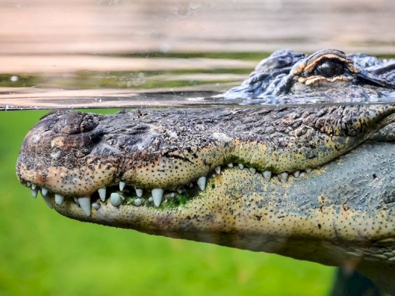 Ilustrasi buaya (Thinkstockphotos.com)