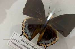 Penjualan Souvenir Kupu-kupu Khas Bantimurung Meningkat di Musim Liburan Nataru 2023