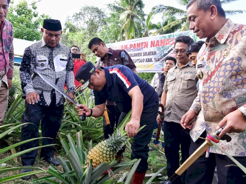 Pj Gubernur Sulsel, Bahtiar Baharuddin, melakukan panen sekaligus menanam buah nanas di Desa Palippu, Kabupaten Wajo, Jumat (12/1/2024). @Jejakfakta/dok. Humas Pemkab Wajo