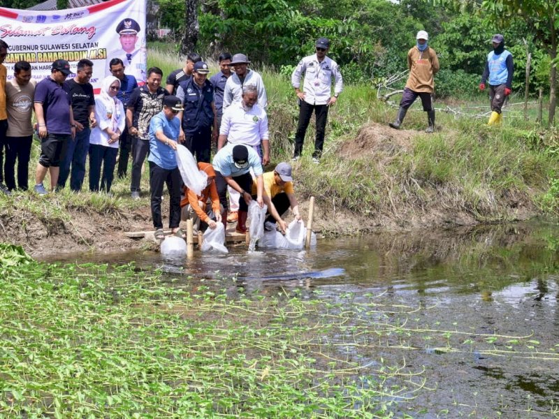 Penjabat Gubernur Sulawesi Selatan (Sulsel), Bahtiar Baharuddin, bersama Penjabat Bupati Bone, Islamuddin, kembali menebar benih ikan nila Kabupaten Bone, Jumat (12/1/2024). @Jejakfakta/dok. Humas Pemprov Sulsel 